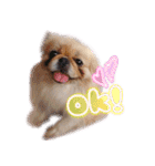 ペキニーズ隊⑥（個別スタンプ：1）