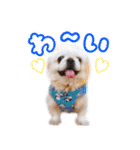 ペキニーズ隊⑥（個別スタンプ：2）