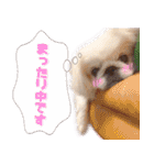 ペキニーズ隊⑥（個別スタンプ：3）