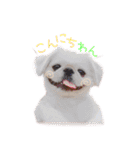ペキニーズ隊⑥（個別スタンプ：10）