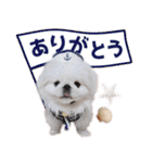 ペキニーズ隊⑥（個別スタンプ：12）