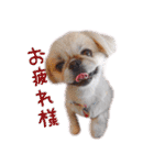 ペキニーズ隊⑥（個別スタンプ：15）