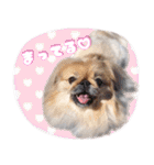 ペキニーズ隊⑥（個別スタンプ：17）