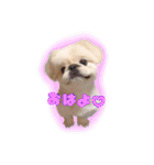 ペキニーズ隊⑥（個別スタンプ：18）