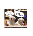 ペキニーズ隊⑥（個別スタンプ：19）