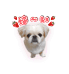 ペキニーズ隊⑥（個別スタンプ：20）