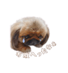 ペキニーズ隊⑥（個別スタンプ：22）