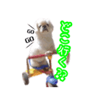 ペキニーズ隊⑥（個別スタンプ：28）