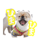 ペキニーズ隊⑥（個別スタンプ：29）
