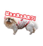 ペキニーズ隊⑥（個別スタンプ：32）