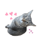 ねこさんあにまさん（個別スタンプ：1）
