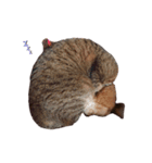 ねこさんあにまさん（個別スタンプ：2）