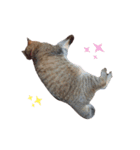 ねこさんあにまさん（個別スタンプ：3）