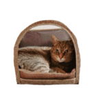 ねこさんあにまさん（個別スタンプ：4）