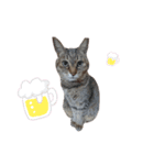ねこさんあにまさん（個別スタンプ：5）