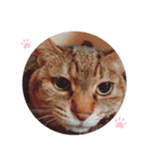 ねこさんあにまさん（個別スタンプ：6）