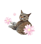 ねこさんあにまさん（個別スタンプ：7）