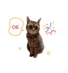 ねこさんあにまさん（個別スタンプ：8）