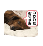 愛するチョコ 2（個別スタンプ：3）