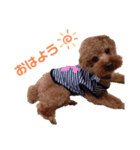 まろん(犬)のスタンプ（個別スタンプ：1）
