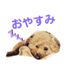 まろん(犬)のスタンプ（個別スタンプ：5）