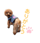 まろん(犬)のスタンプ（個別スタンプ：7）