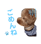 まろん(犬)のスタンプ（個別スタンプ：8）