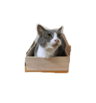 山ネコ（イヌ）（個別スタンプ：3）