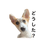 コーギー 子犬 メリーのお家（個別スタンプ：1）