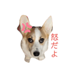 コーギー 子犬 メリーのお家（個別スタンプ：2）