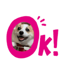 コーギー 子犬 メリーのお家（個別スタンプ：3）