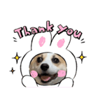 コーギー 子犬 メリーのお家（個別スタンプ：4）
