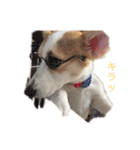コーギー 子犬 メリーのお家（個別スタンプ：6）