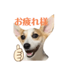 コーギー 子犬 メリーのお家（個別スタンプ：7）