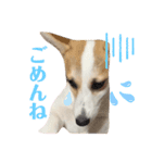 コーギー 子犬 メリーのお家（個別スタンプ：8）