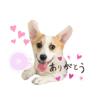 コーギー 子犬 メリーのお家（個別スタンプ：9）