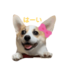 コーギー 子犬 メリーのお家（個別スタンプ：10）