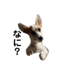 コーギー 子犬 メリーのお家（個別スタンプ：11）