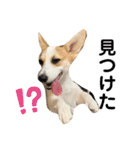 コーギー 子犬 メリーのお家（個別スタンプ：12）