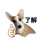 コーギー 子犬 メリーのお家（個別スタンプ：13）