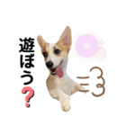 コーギー 子犬 メリーのお家（個別スタンプ：15）