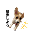 コーギー 子犬 メリーのお家（個別スタンプ：16）