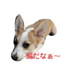 コーギー 子犬 メリーのお家（個別スタンプ：17）