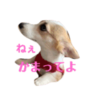 コーギー 子犬 メリーのお家（個別スタンプ：19）