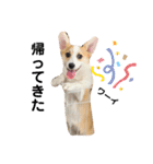 コーギー 子犬 メリーのお家（個別スタンプ：22）