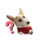 コーギー 子犬 メリーのお家（個別スタンプ：23）