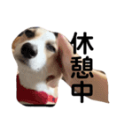 コーギー 子犬 メリーのお家（個別スタンプ：24）