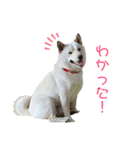 白柴 ハクくん（個別スタンプ：5）