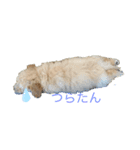 チャイです！（個別スタンプ：3）