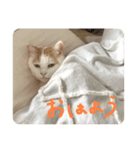 ここちゃん★スタンプ（個別スタンプ：3）
